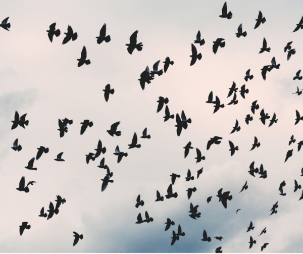 blackbird
