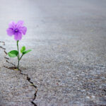purple flower growing on crack street, soft focus, blank text