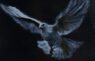 rjt haynes bird box